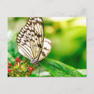 Cartão Postal Borboleta branca marble