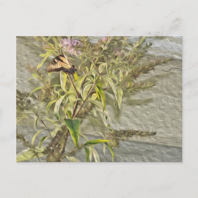 Cartão Postal Borboleta Bush 1 (Frente)