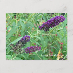 Cartão Postal Borboleta Bush Buddleja Davidii Floral