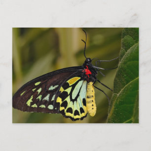 Cartão Postal Borboleta Cairns Birdwing