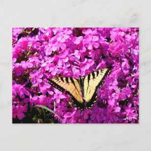 Cartão Postal Borboleta-cauda-andorinha sobre flores