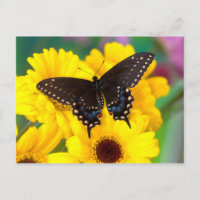 Borboleta-cauda-de-andorinha-preta