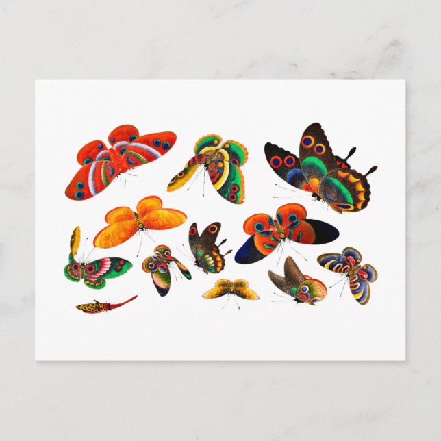 Cartão Postal Borboleta chinesa e dinastia Qing de pintura de in (Frente)