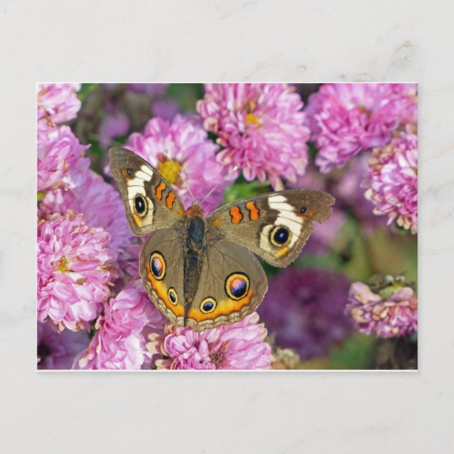 Cartão Postal Borboleta de Buckeye Comum (Frente)