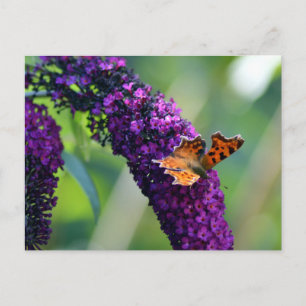 Cartão Postal Borboleta de Comma em Buddleia