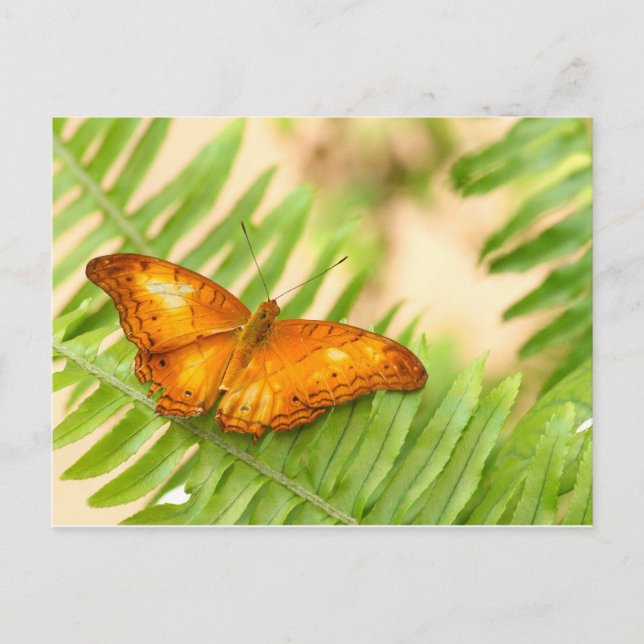 Cartão Postal borboleta de cruzeiro (Frente)