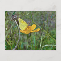 Borboleta de enxofre