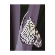 Borboleta de papagaio em roxo