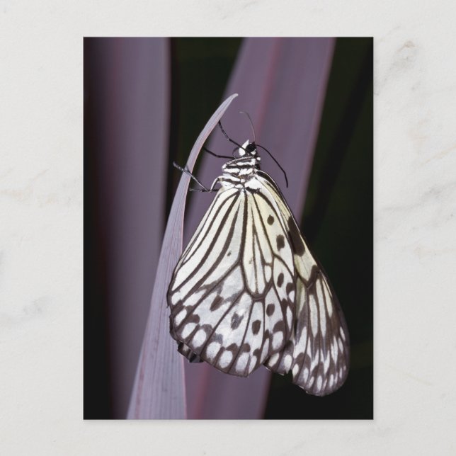 Cartão Postal Borboleta de papagaio em roxo (Frente)