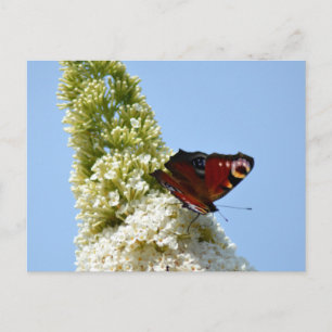 Cartão Postal Borboleta de Peacock em Buddleia