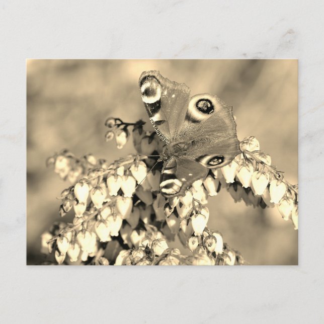 Cartão Postal Borboleta de Peacock Europeia (Frente)