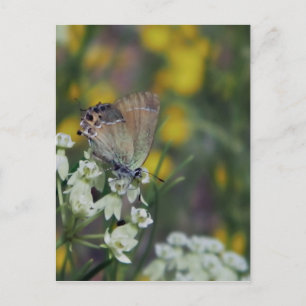 Cartão Postal Borboleta de ponta numa flor
