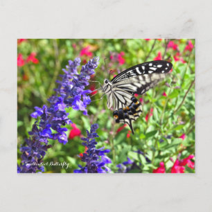 Cartão Postal Borboleta de Swallowtail [Cartão Postal]