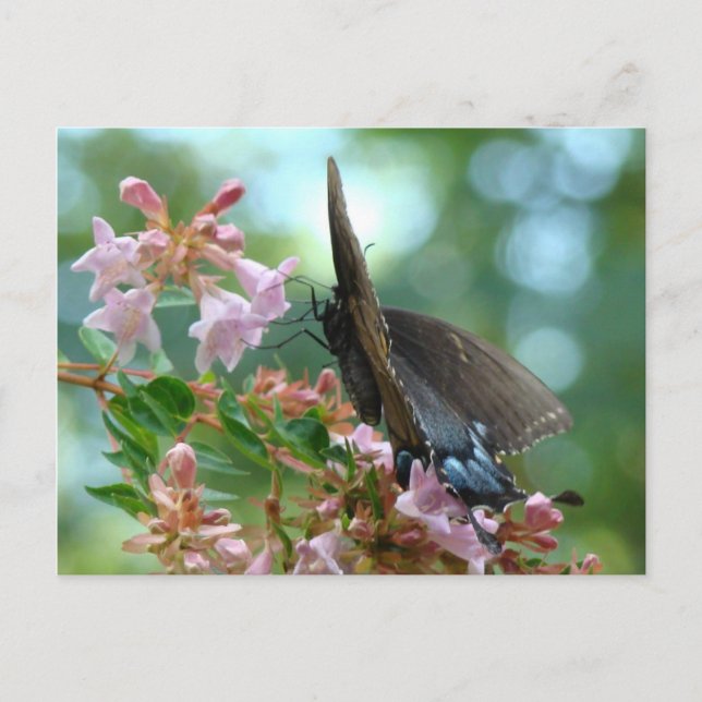 Cartão Postal Borboleta de Verão Blues (Frente)