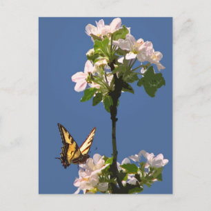 Cartão Postal Borboleta-do-mato-engolido em Blossomas de Maçã