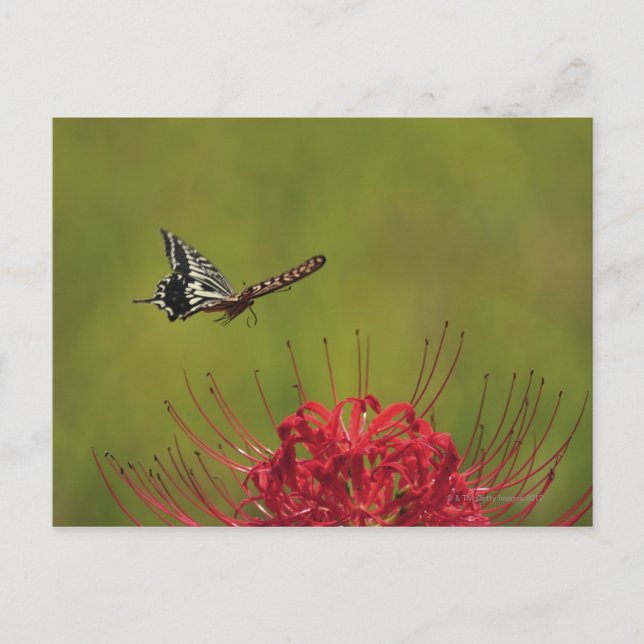 Cartão Postal Borboleta-do-mato-pequeno voando perto da flor, Ch (Frente)