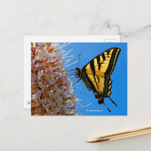 Cartão Postal Borboleta do Swallowtail de Tigre Ocidental no Buc