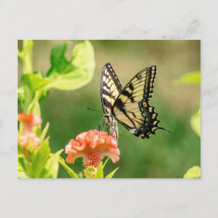 Cartão Postal Borboleta do Swallowtail do Tigre Oriental