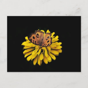 Cartão Postal Borboleta e flor amarela