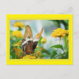 Cartão Postal Borboleta em Cartão-Postal Flor