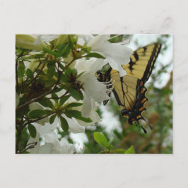 Cartão Postal Borboleta em Primavera