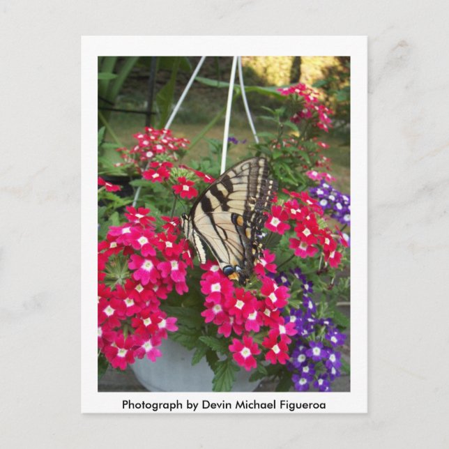 Cartão Postal Borboleta em Springtime (Frente)