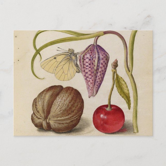 Cartão Postal Borboleta Flor de Noz Flor, Cereja, Aquarela (Frente)