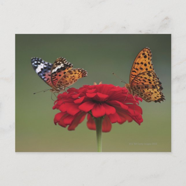 Cartão Postal Borboleta Fritilaria (Argyreus hyperbius) em 2 (Frente)