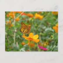 Borboleta Fritillle indiana e flores cosmos