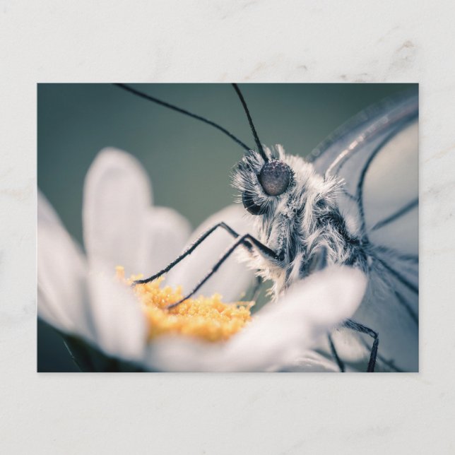 Cartão postal borboleta Gazé (Frente)