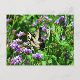Cartão Postal Borboleta gigante Swallowtail em estado roxo