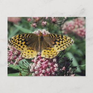 Cartão Postal Borboleta Grande Fritillary Manchada