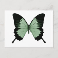 Borboleta Grande Verde e Preta