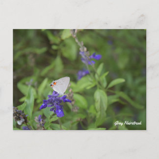 Cartão Postal Borboleta Gray Hairstreak