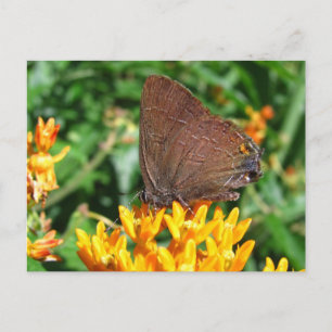 Cartão Postal Borboleta Hairstreak ~ postcard