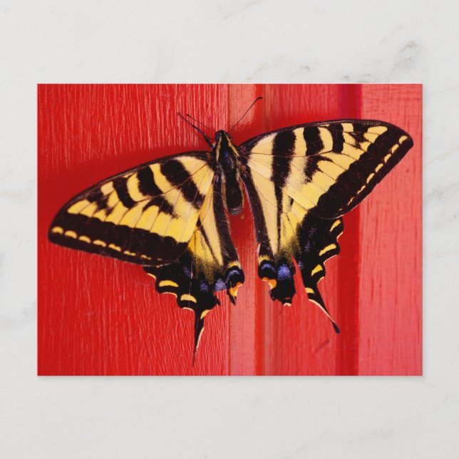 Cartão Postal borboleta incomum (Frente)