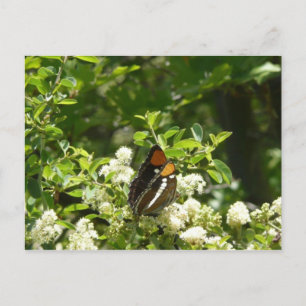 Cartão Postal Borboleta Irmã da Califórnia em Yosemite