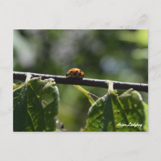 Cartão Postal Borboleta Joia Asiática