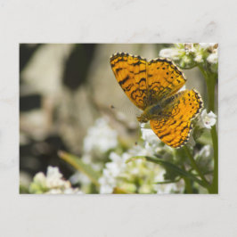 Cartão Postal Borboleta Laranja