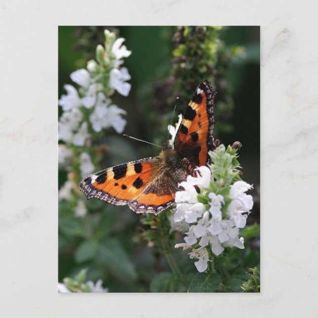 Cartão Postal Borboleta Laranja (Frente)