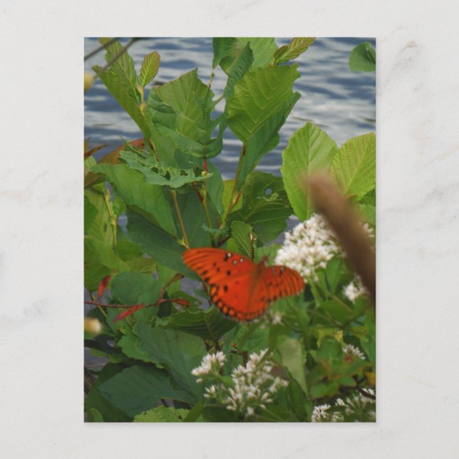 Cartão Postal Borboleta Laranja e Preta no lago (Frente)