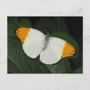 Cartão Postal Borboleta Laranja Gigante