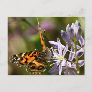 Cartão Postal Borboleta Laranja na Vestuário e Presentes de Jaci