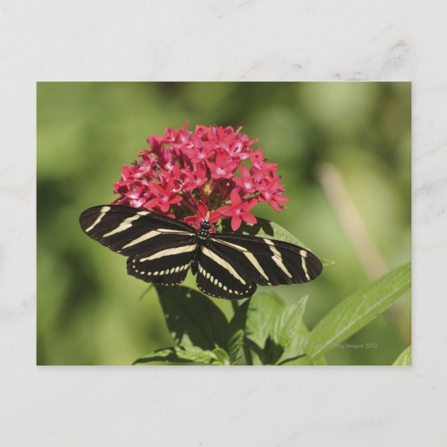 Cartão Postal Borboleta-longwing, Heliconius (Frente)