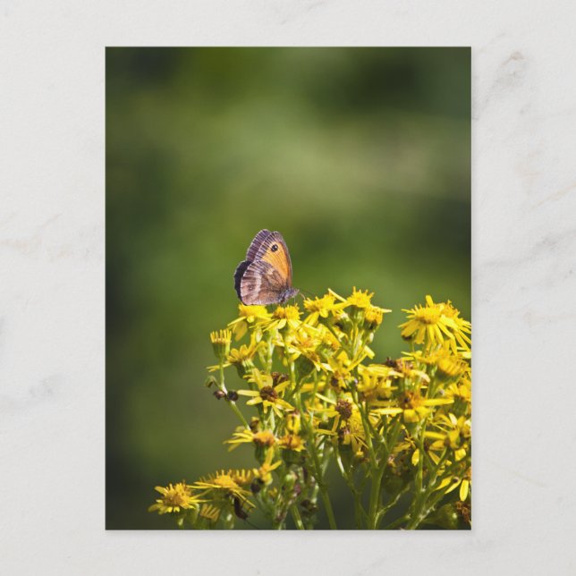 Cartão Postal Borboleta Marrom-prateada em flores de verme (Frente)