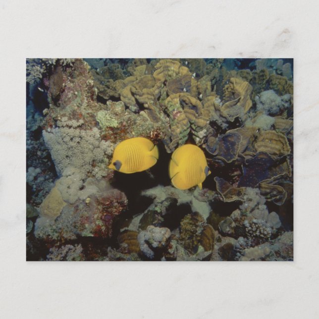 Cartão Postal Borboleta mascarada001-01 (Frente)