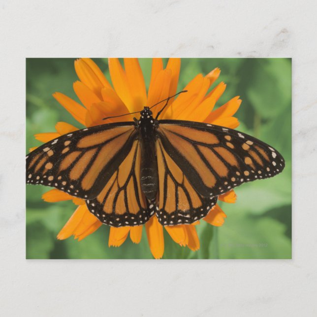 Cartão Postal Borboleta monarca (Danaus plexippus) no pote (Frente)