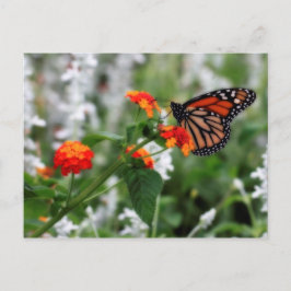 Cartão Postal Borboleta Monarca em Laranja e Lantana Vermelha