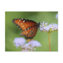 Borboleta Monarca Fome