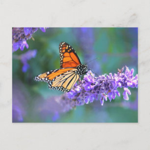 Cartão Postal Borboleta Monarca na Flor Lilás Roxo